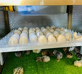 Mách Bạn: Cách Vệ Sinh, Khử Trùng Máy Ấp Trứng Đúng Cách