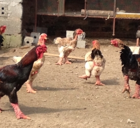 Hướng dẫn kỹ thuật ươm Gà đông tảo