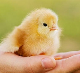 Kỹ thuật dùng máy ấp trứng 