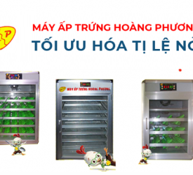 Mua máy ấp trứng giá tốt tại Hoàng Phương Mua máy ấp trứng giá tốt tại Hoàng Phương