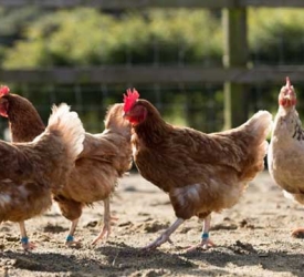 Cách Chọn Máy Ấp Trứng Phù Hợp Với Nhu Cầu Nuôi Trồng