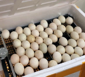 Có Nên Mua Máy Ấp Trứng Không? Khi Nào Bạn Nên Đầu Tư Vào Máy Ấp Trứng 