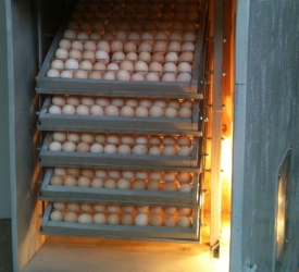 Những Tính Năng Cần Có Ở Máy Ấp Trứng Hiện Đại