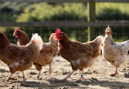 Cách Chọn Máy Ấp Trứng Phù Hợp Với Nhu Cầu Nuôi Trồng